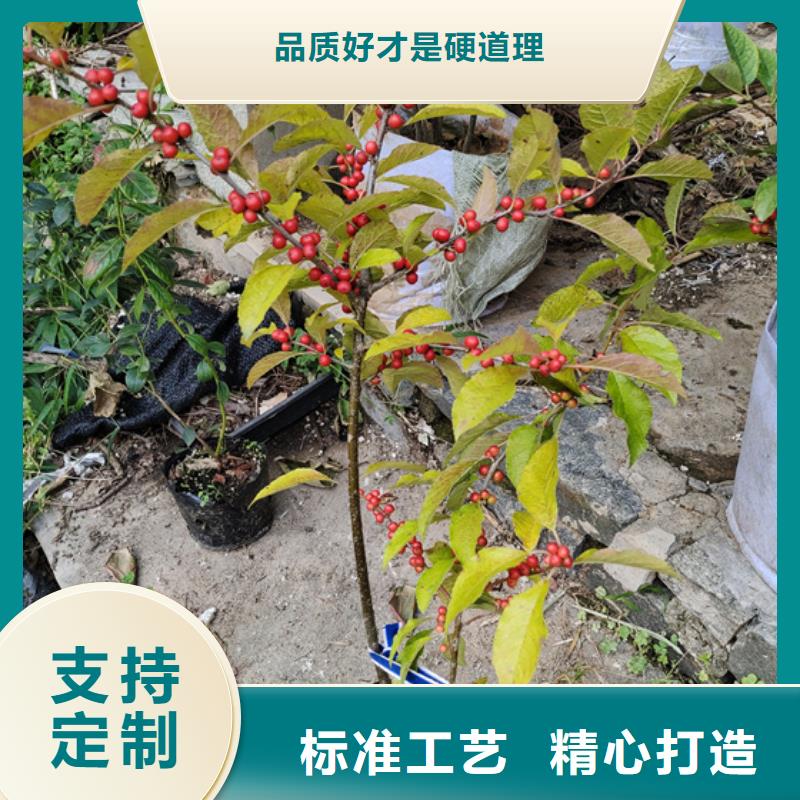 北美冬青苹果苗订制批发