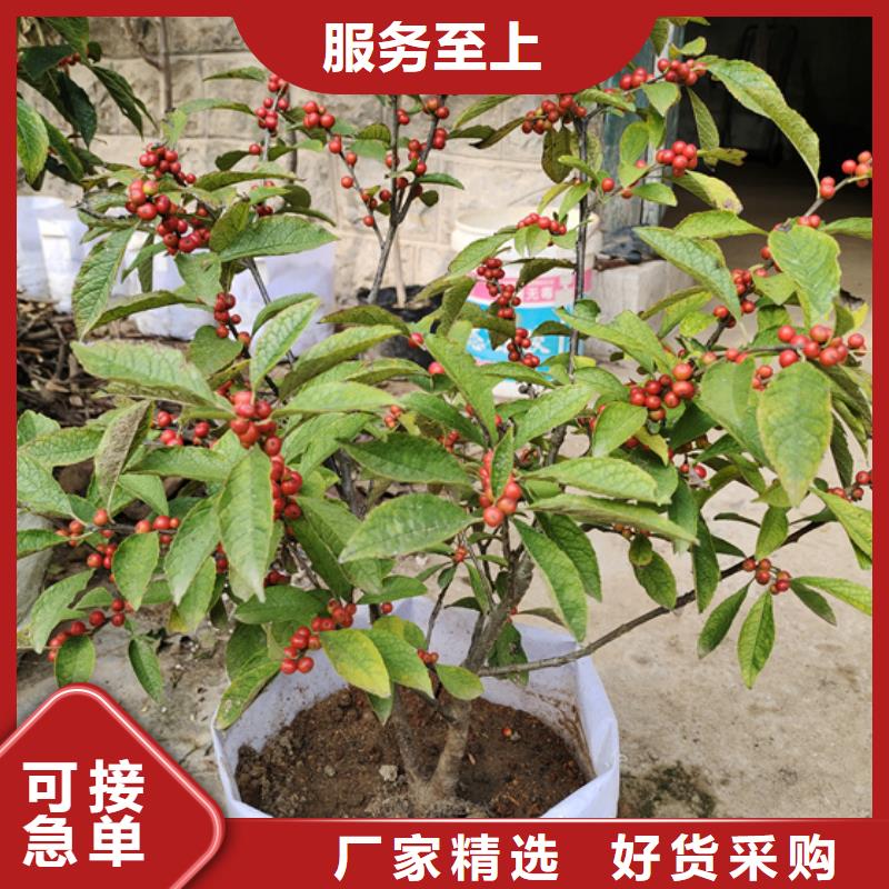 北美冬青桃树苗生产安装