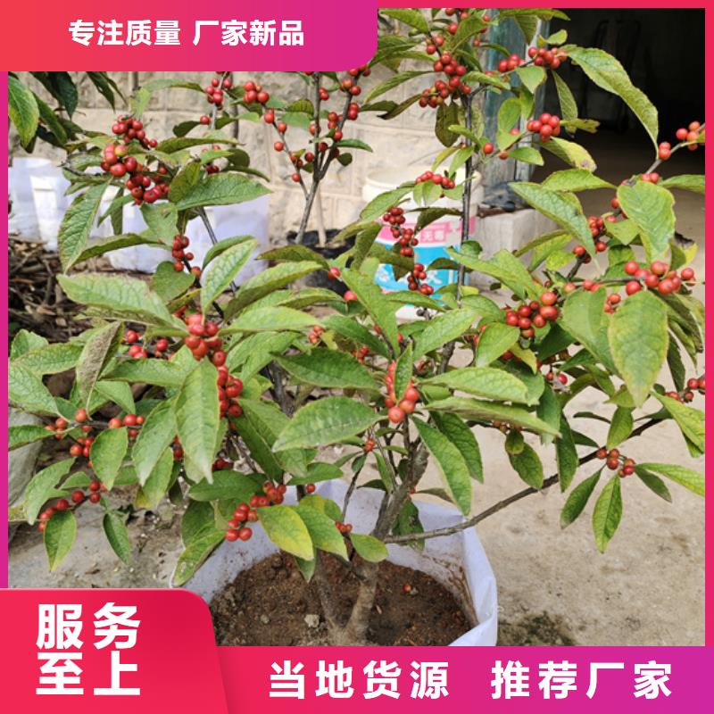 北美冬青苹果苗订制批发