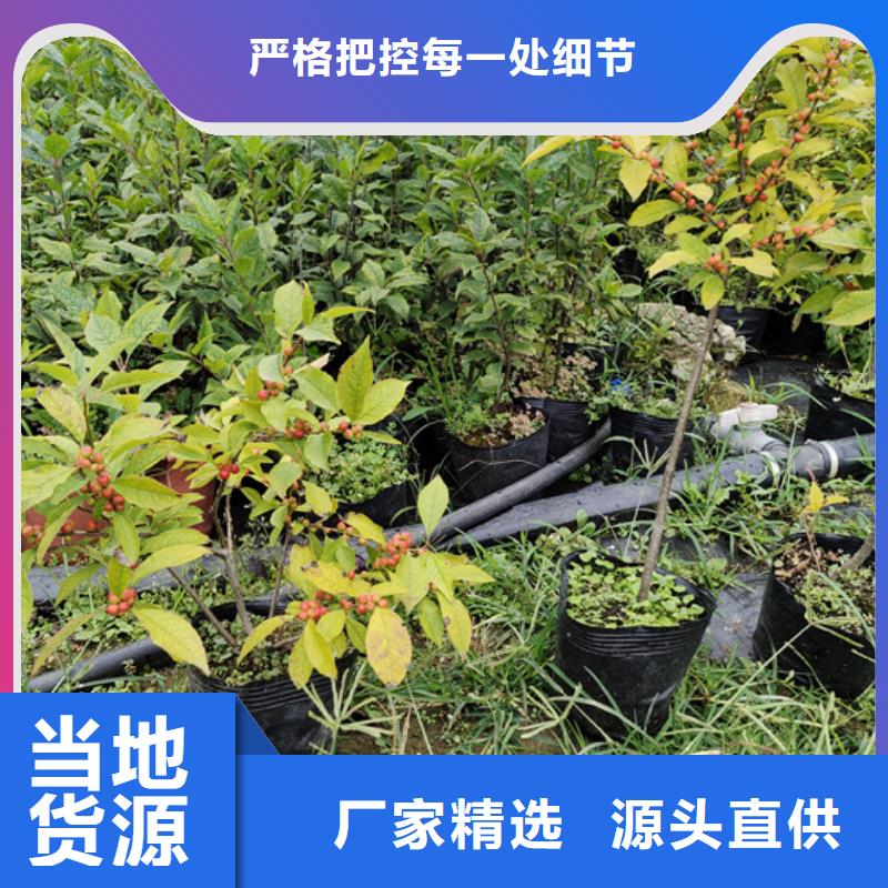 北美冬青,无花果苗质量优选