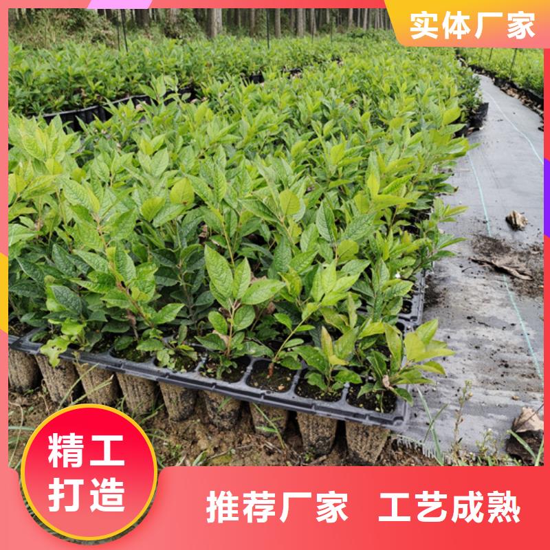 轩园梨树苗【 北美冬青_桃树苗一周内发货】39065.com