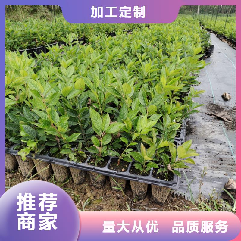 北美冬青【梨树苗】现货批发