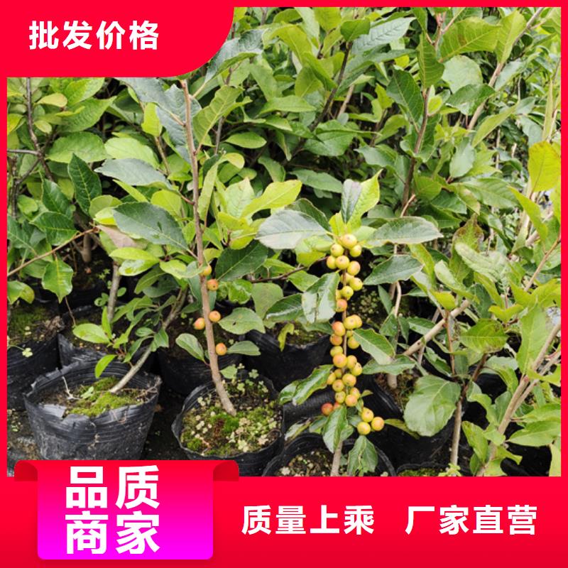 北美冬青-石榴树种类多质量好