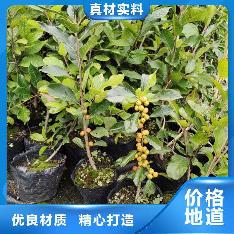 北美冬青_樱桃苗支持定制贴心售后