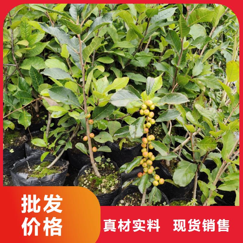 北美冬青【蓝莓苗】真材实料加工定制-轩园园艺场(阳泉市分公司)