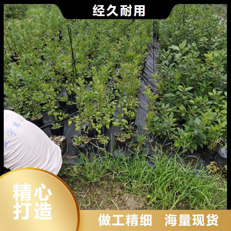 北美冬青石榴苗精选优质材料