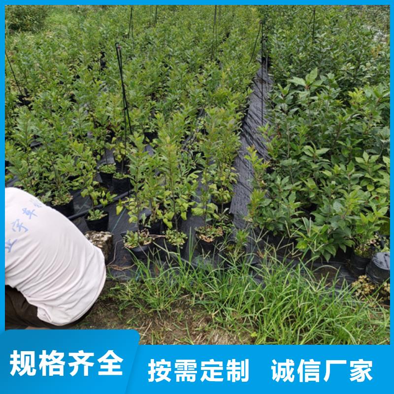 轩园梨树苗【 北美冬青_桃树苗一周内发货】39065.com