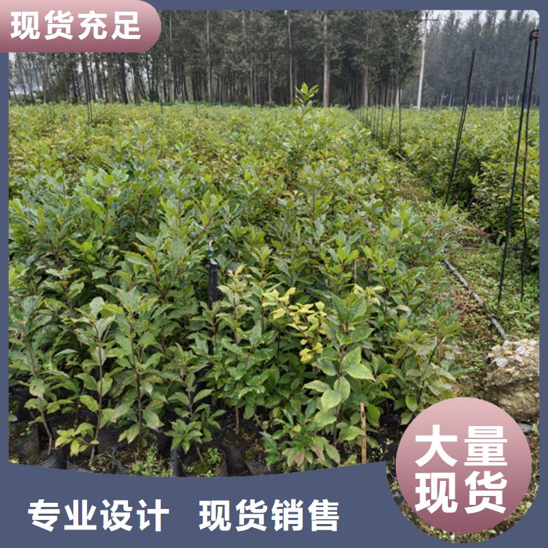 北美冬青无花果苗海量现货