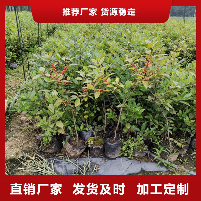 北美冬青【蓝莓苗】真材实料加工定制-轩园园艺场(阳泉市分公司)