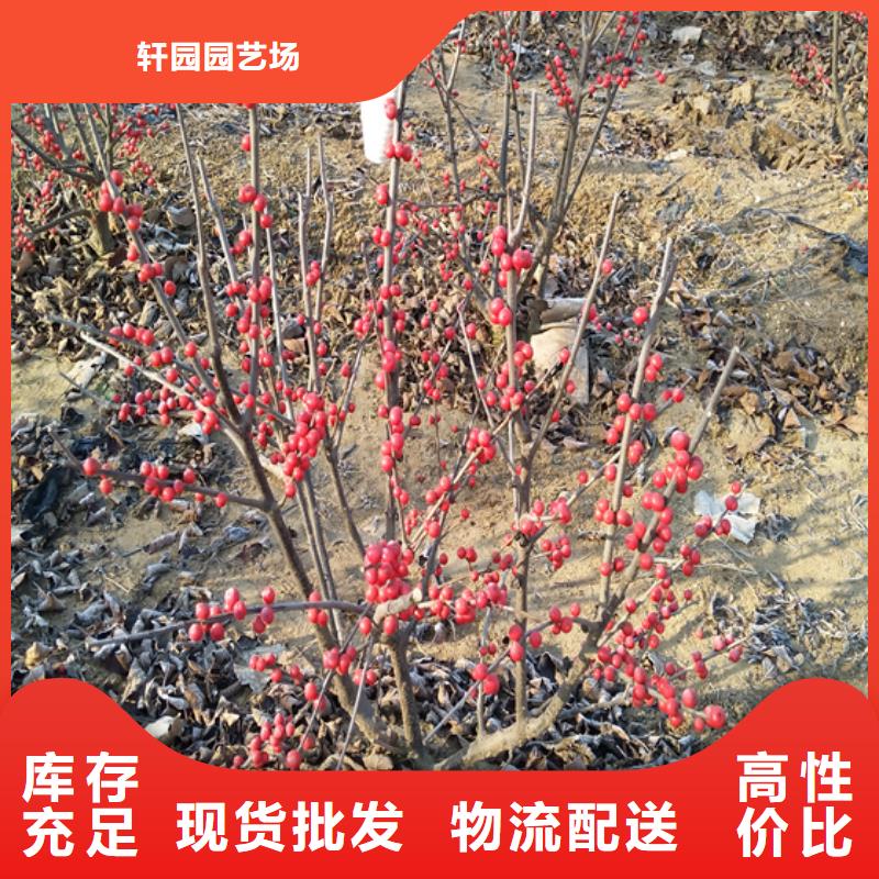 北美冬青3公分软籽石榴苗N年生产经验