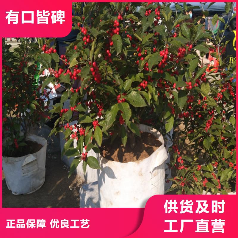 北美冬青李树苗今日价格