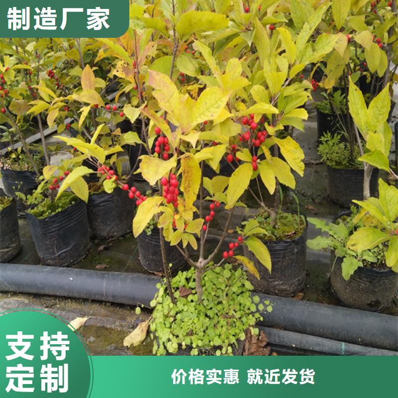 北美冬青,无花果苗质量优选