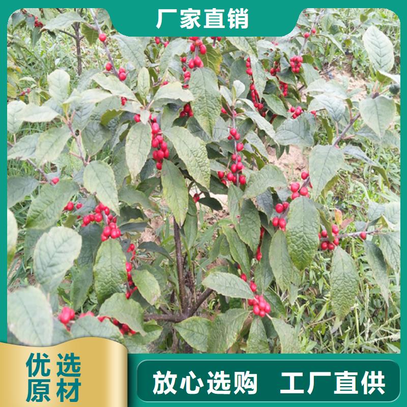 北美冬青无花果苗海量现货