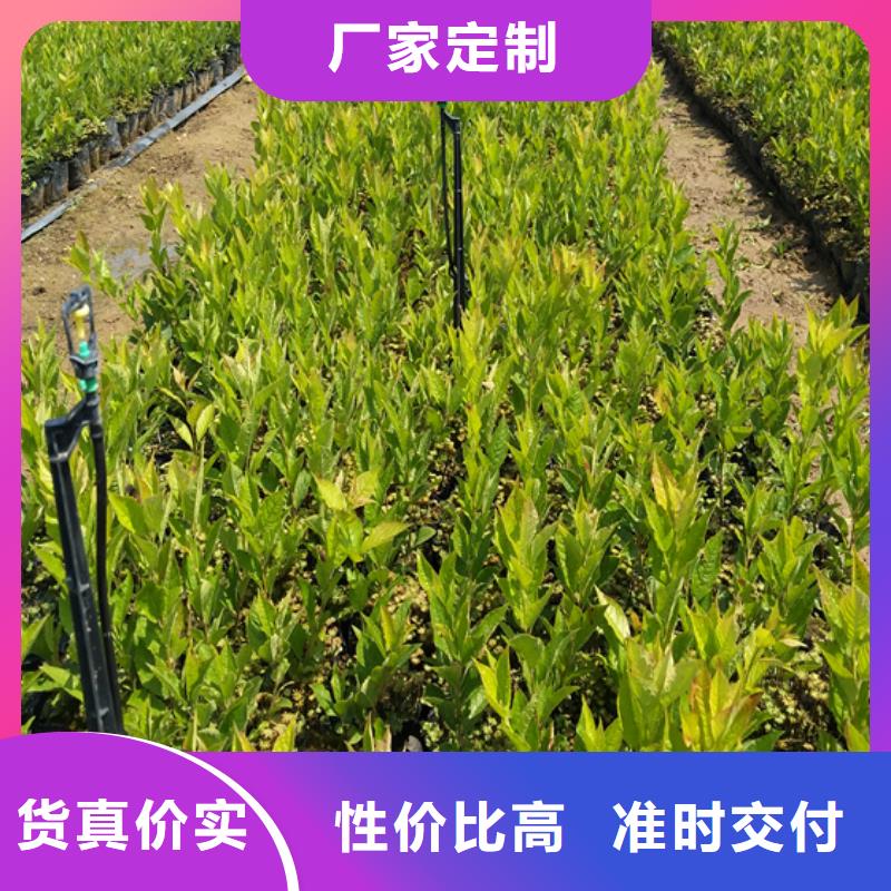 北美冬青樱桃苗源厂直销
