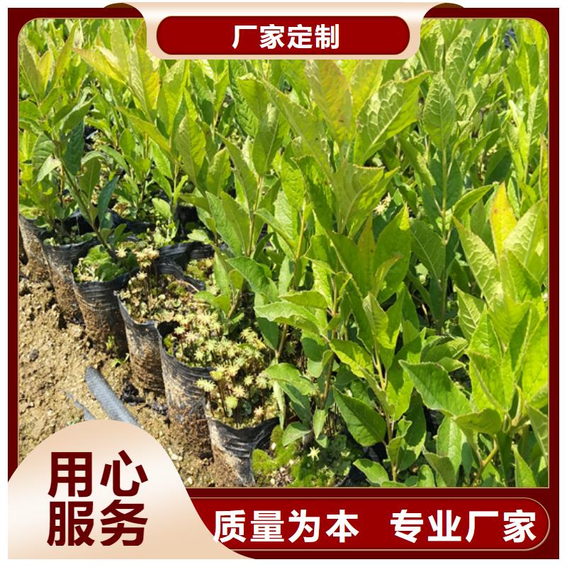 【北美冬青】桃树苗优选好材铸造好品质