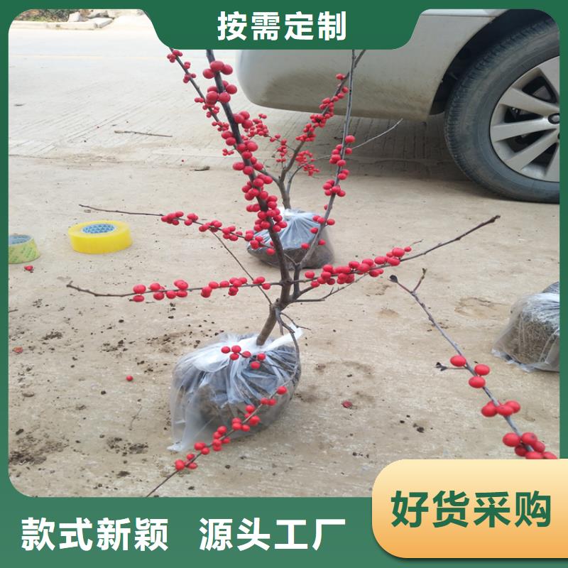 北美冬青,苹果苗自主研发