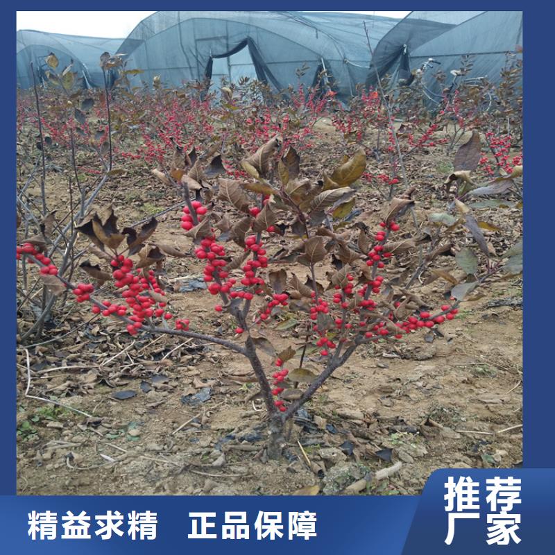 北美冬青桃树苗您身边的厂家