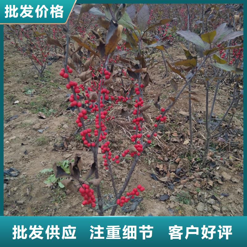 【北美冬青】_樱桃苗专心专注专业-服务区域包括琼山|美兰|三亚等-产品视频