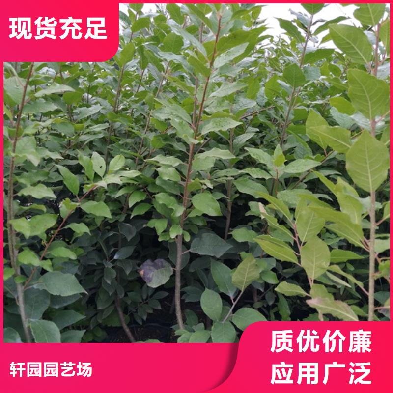 北美冬青,无花果苗质量优选