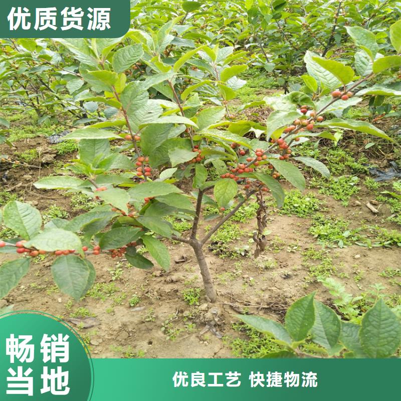 北美冬青-苹果苗质优价廉