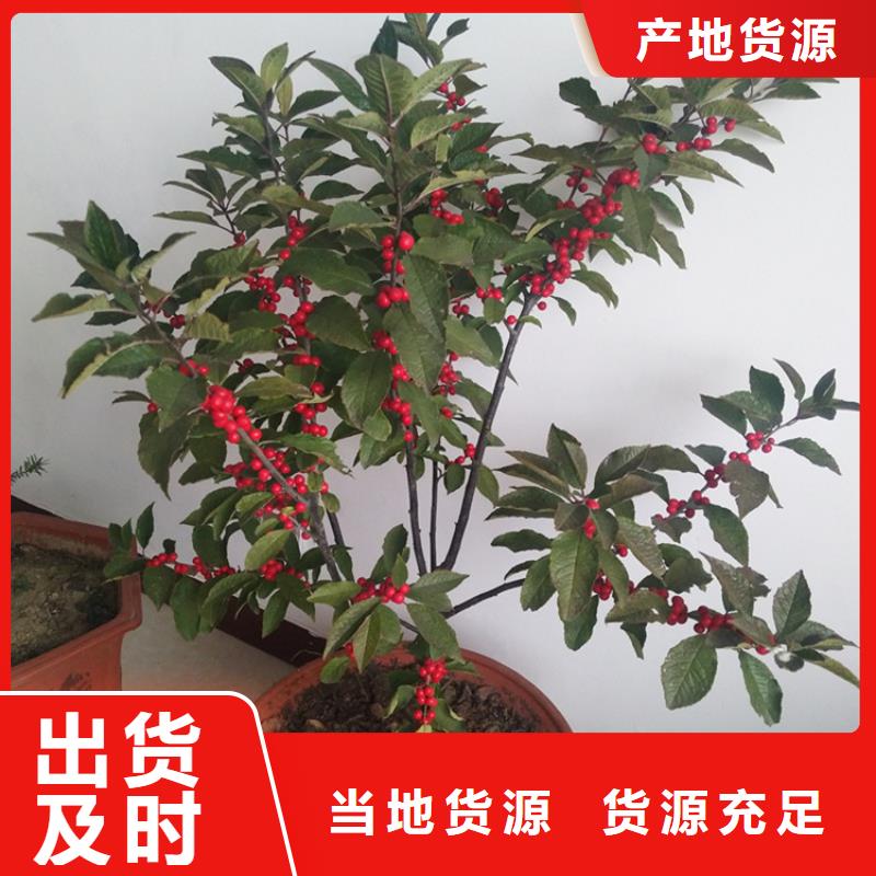 北美冬青桃树苗您身边的厂家