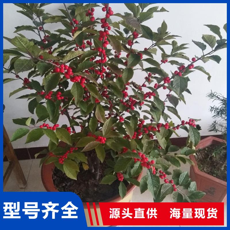 北美冬青【蓝莓苗】真材实料加工定制-轩园园艺场(阳泉市分公司)