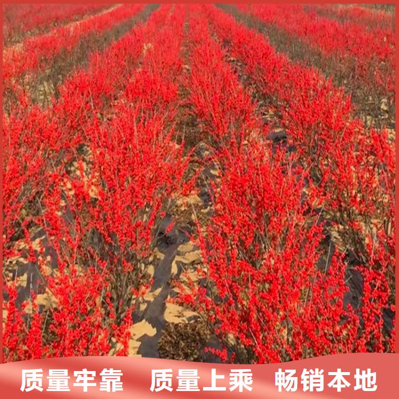 北美冬青苹果苗源头厂家量大价优