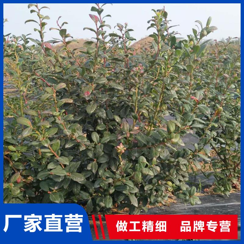 蓝莓苗_桃树苗放心购