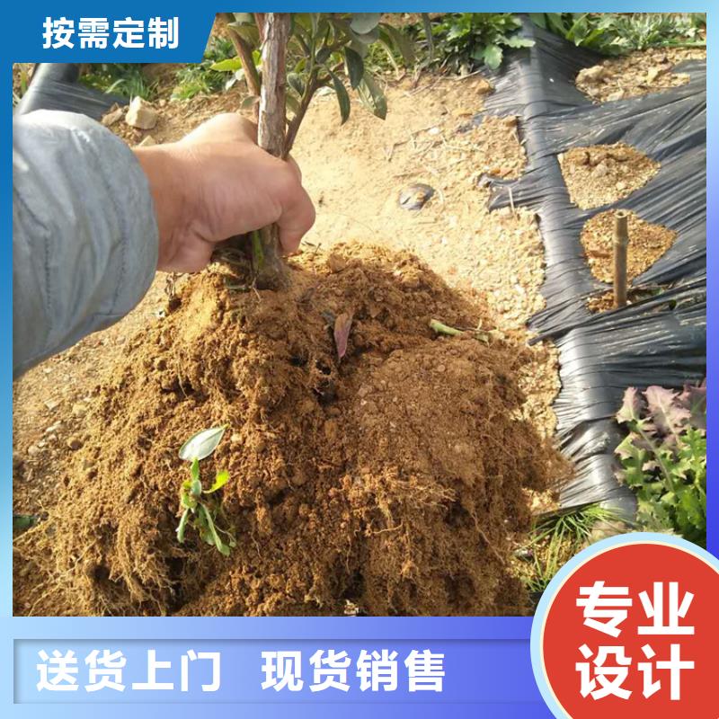 蓝莓苗,苹果苗款式新颖