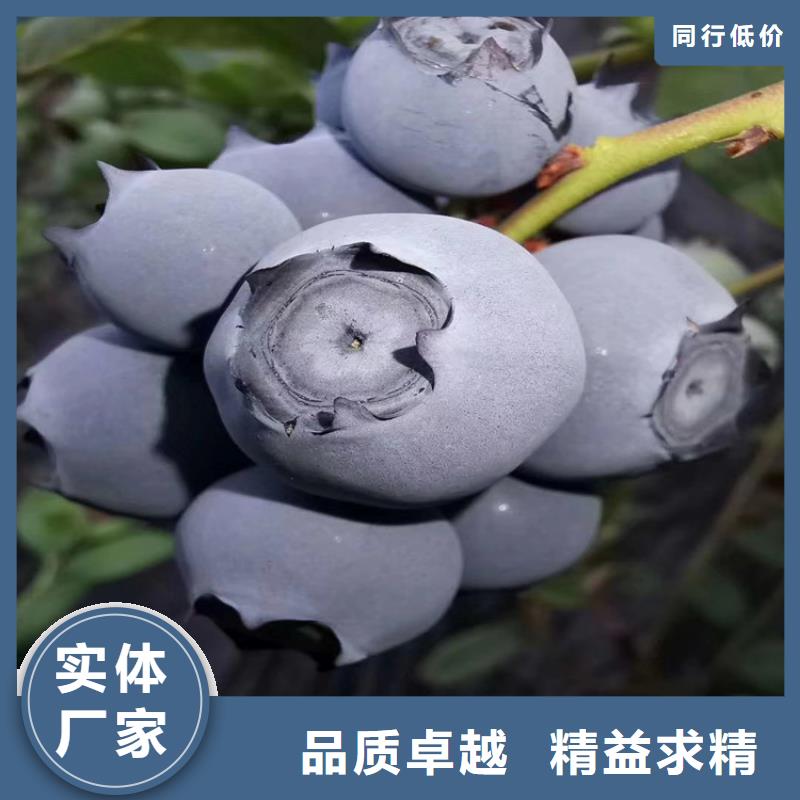 蓝莓苗【苹果苗】快速生产