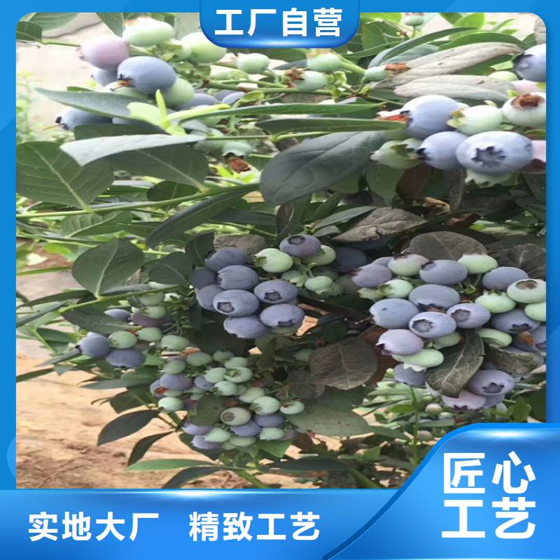 蓝莓苗红颜草莓48小时发货