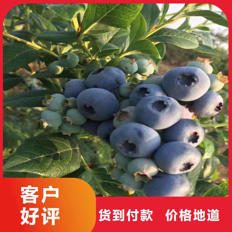 蓝莓苗-桃树苗大量现货供应