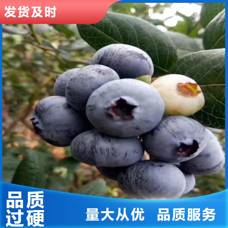 【蓝莓苗】 樱桃苗源头厂家来图定制-可发货到荷塘|石峰|娄底|衡阳|岳阳|张家界|邵阳