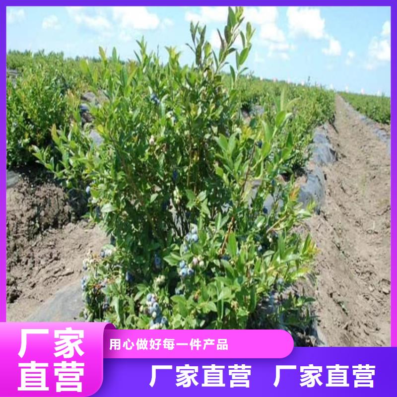 蓝莓苗,苹果苗款式新颖
