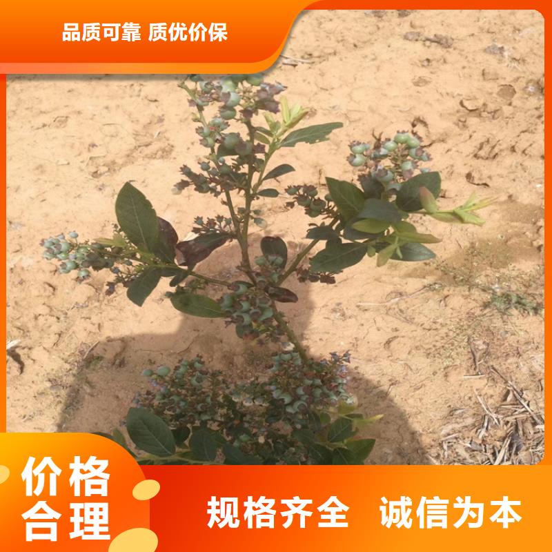 蓝莓苗 【石榴树】应用广泛精选货源