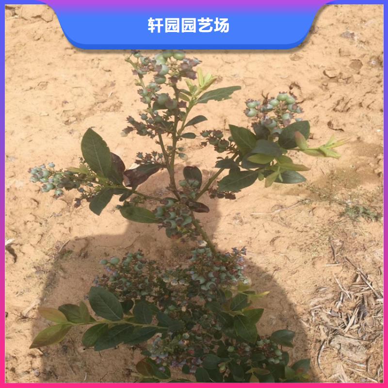 蓝莓苗苹果苗产地批发