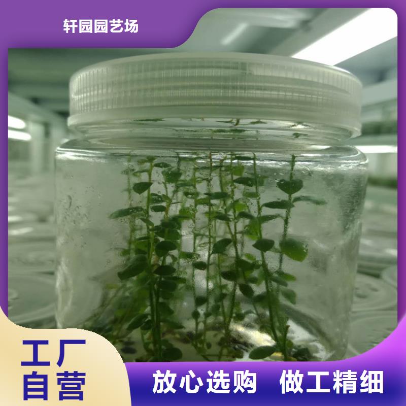 蓝莓苗樱桃苗厂家直销供货稳定