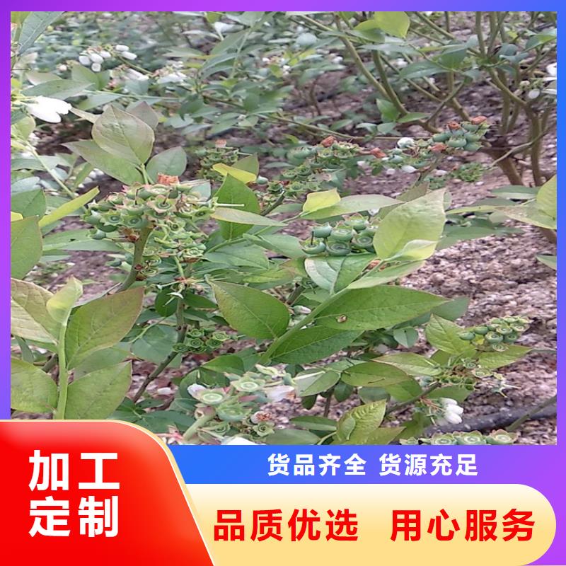 蓝莓苗 【石榴树】应用广泛精选货源