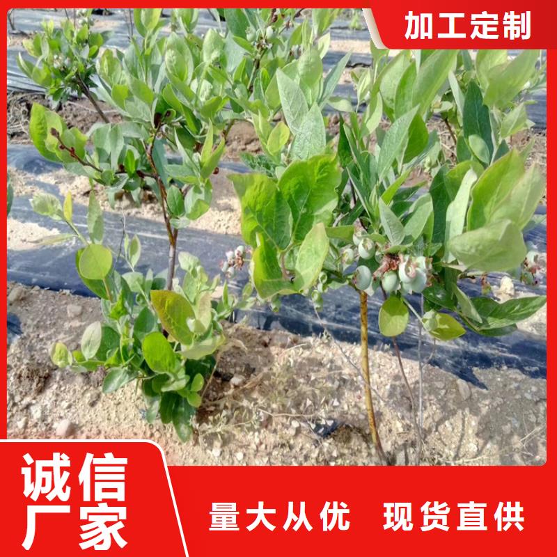【蓝莓苗】_无花果苗用品质说话