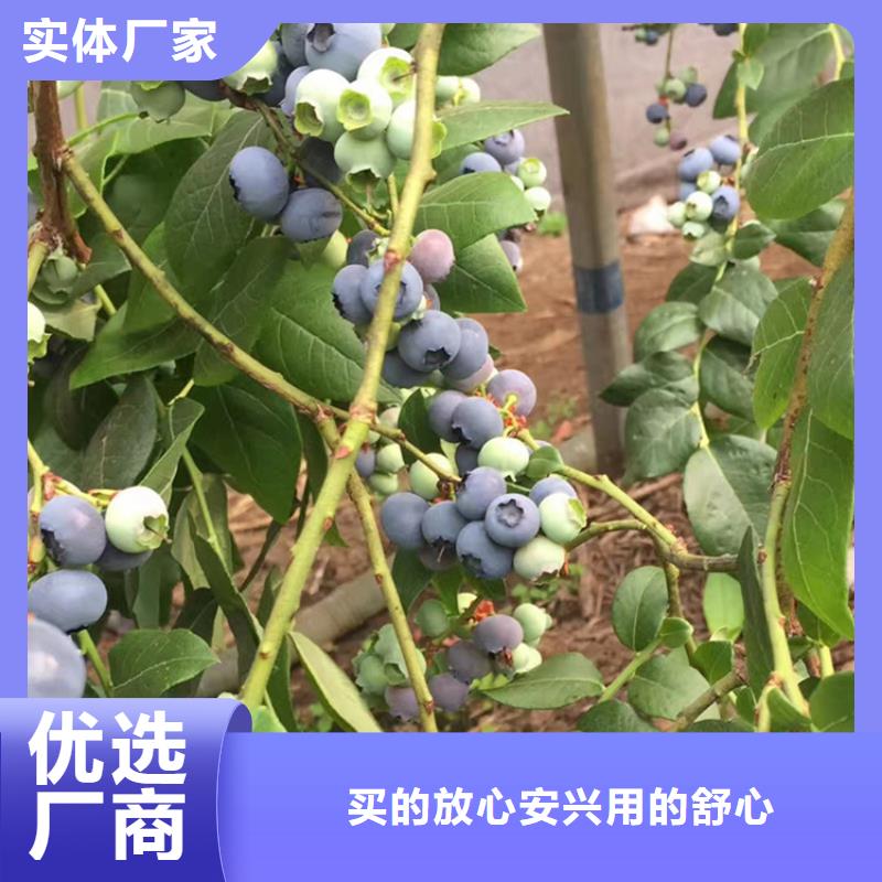 宁波本土蓝莓苗樱桃苗源厂直接供货