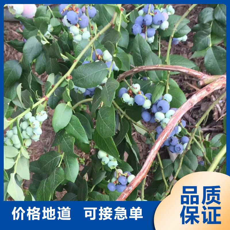 【蓝莓苗】,桃树苗行业优选 轩园园艺场(东莞市分公司)