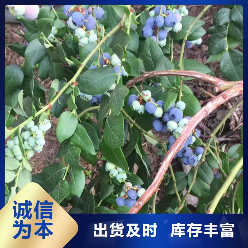 蓝莓苗_樱桃苗一周内发货