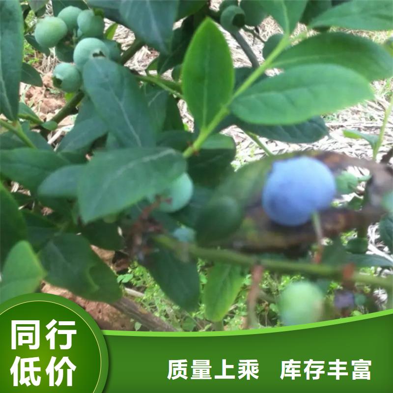 蓝莓苗 【石榴树】应用广泛精选货源