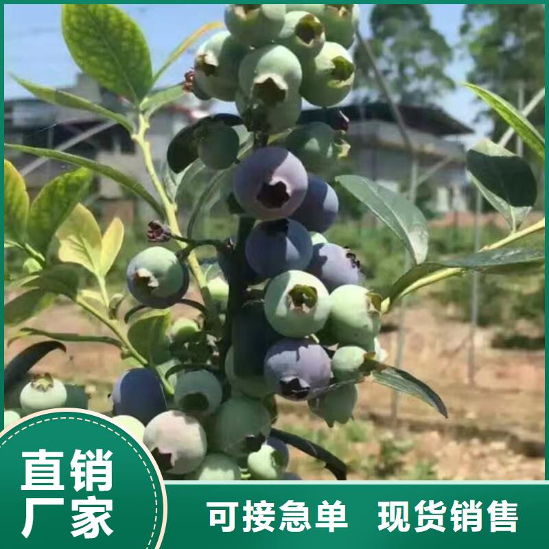 【蓝莓苗】 樱桃苗源头厂家来图定制-可发货到荷塘|石峰|娄底|衡阳|岳阳|张家界|邵阳