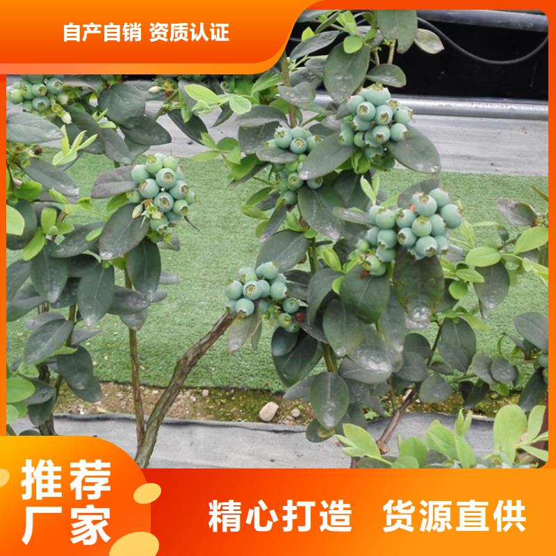 蓝莓苗-草莓苗原厂制造