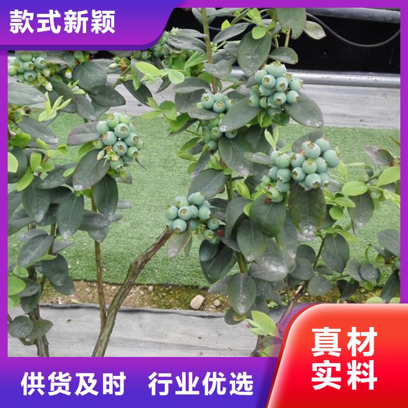 蓝莓苗【苹果苗】快速生产