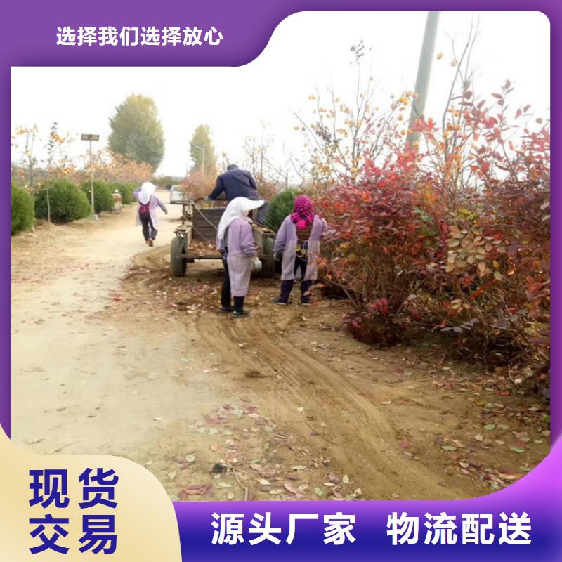 【蓝莓苗】 樱桃苗源头厂家来图定制-可发货到荷塘|石峰|娄底|衡阳|岳阳|张家界|邵阳