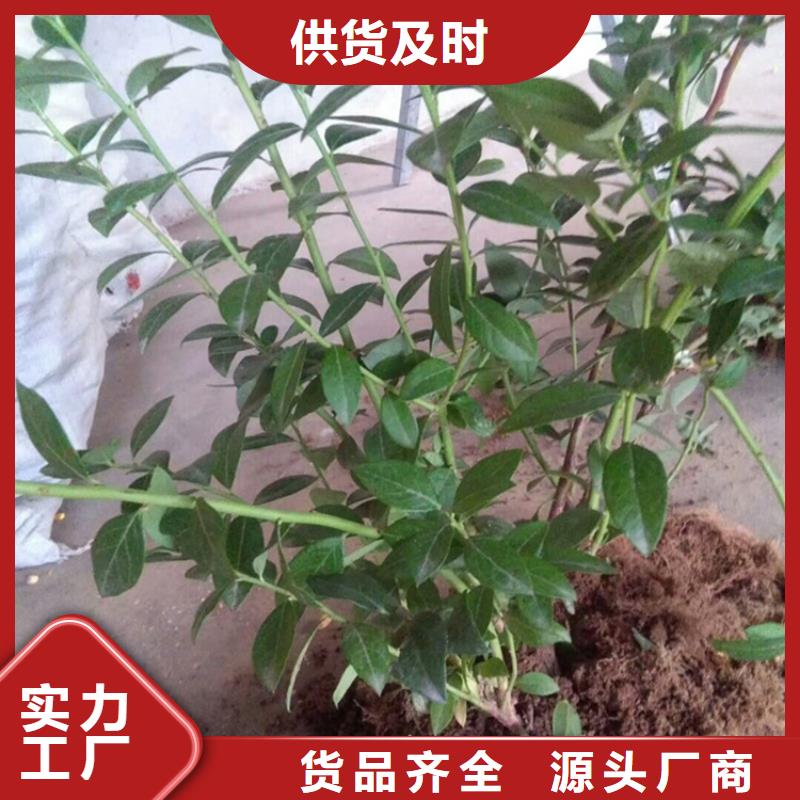 蓝莓苗樱桃苗厂家直销供货稳定