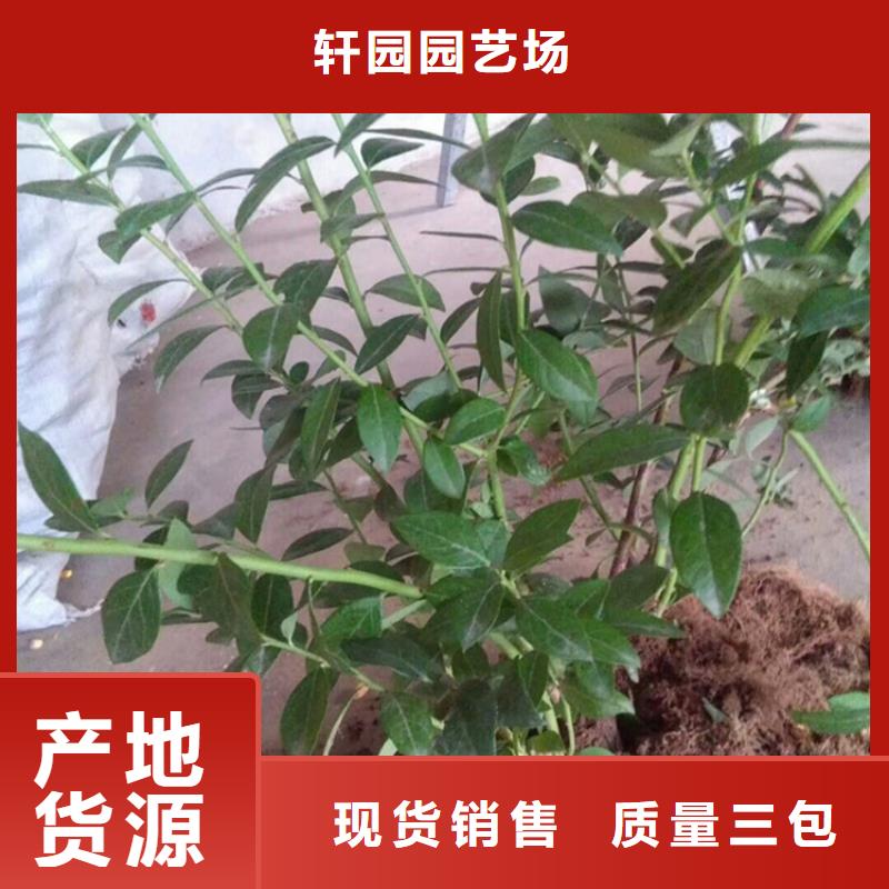 蓝莓苗-桃树苗大量现货供应