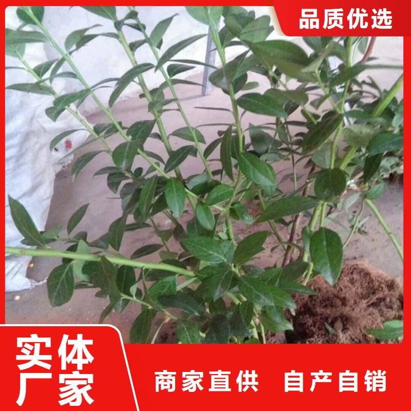 蓝莓苗-草莓苗原厂制造